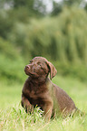 Chesapeake Bay Retriever Puppies