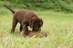 Chesapeake Bay Retriever Puppies