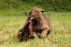 Chesapeake Bay Retriever Puppies