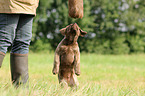 Chesapeake Bay Retriever Puppies