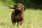 Chesapeake Bay Retriever Puppies