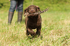 Chesapeake Bay Retriever Puppies