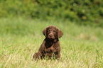 Chesapeake Bay Retriever Puppies