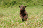 Chesapeake Bay Retriever Puppies