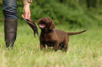 Chesapeake Bay Retriever Puppies