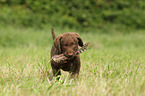 Chesapeake Bay Retriever Puppies