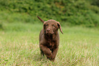 Chesapeake Bay Retriever Puppies