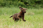 Chesapeake Bay Retriever Puppies