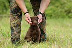 Chesapeake Bay Retriever Puppies