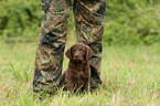 Chesapeake Bay Retriever Puppies