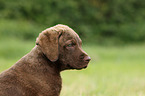 Chesapeake Bay Retriever Puppies