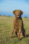 sitting Chesapeake Bay Retriever