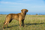 standing Chesapeake Bay Retriever