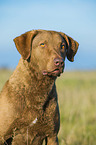 Chesapeake Bay Retriever Portrait