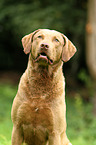 Chesapeake Bay Retriever Portrait