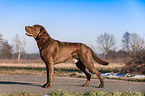 Chesapeake Bay Retriever