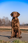 sitting Chesapeake Bay Retriever