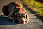 lying Chesapeake Bay Retriever