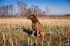 sitting Chesapeake Bay Retriever