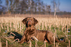 lying Chesapeake Bay Retriever