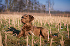 lying Chesapeake Bay Retriever