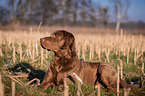 lying Chesapeake Bay Retriever