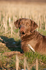 lying Chesapeake Bay Retriever