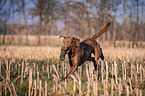 fetching Chesapeake Bay Retriever