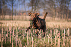 fetching Chesapeake Bay Retriever