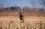 fetching Chesapeake Bay Retriever