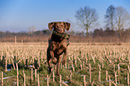 fetching Chesapeake Bay Retriever