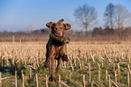 fetching Chesapeake Bay Retriever