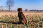 sitting Chesapeake Bay Retriever