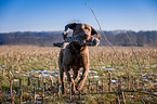 fetching Chesapeake Bay Retriever