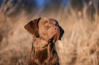 Chesapeake Bay Retriever Portrait