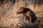 sitting Chesapeake Bay Retriever