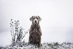 female Chesapeake Bay Retriever