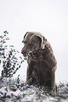 female Chesapeake Bay Retriever