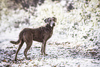 female Chesapeake Bay Retriever