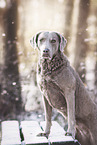 female Chesapeake Bay Retriever