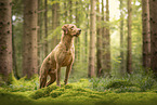 Chesapeake Bay Retriever