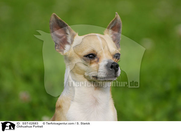 Chihuahua Portrait / Chihuahua Portrait / SST-02683