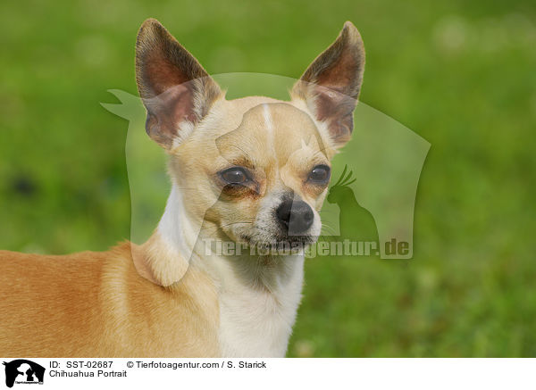 Chihuahua Portrait / SST-02687