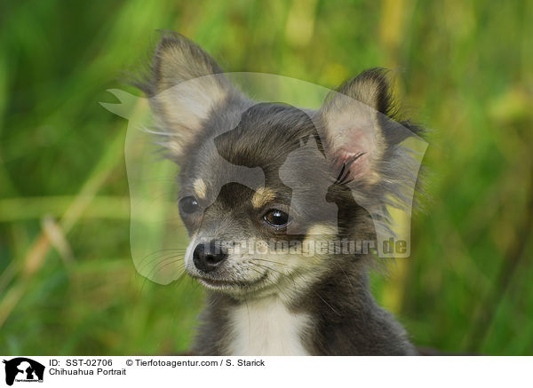 Chihuahua Portrait / SST-02706