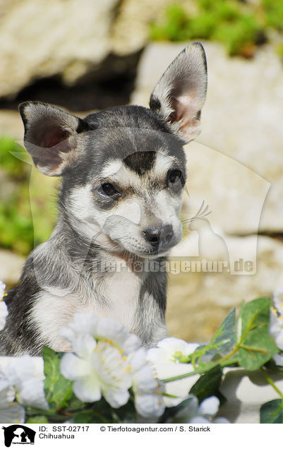 Chihuahua / Chihuahua / SST-02717
