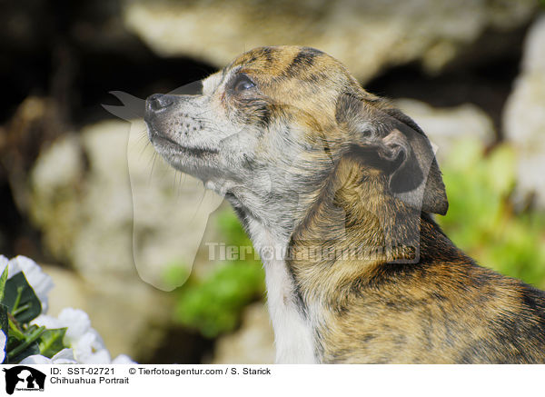 Chihuahua Portrait / Chihuahua Portrait / SST-02721