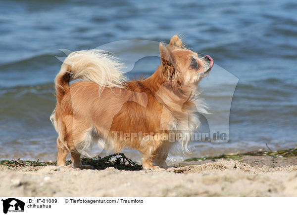 Chihuhua Rde / chihuahua / IF-01089