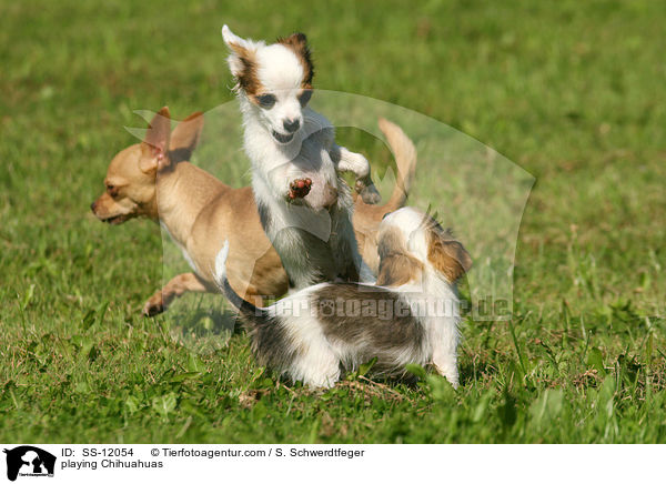 spielende Chihuahuas / playing Chihuahuas / SS-12054