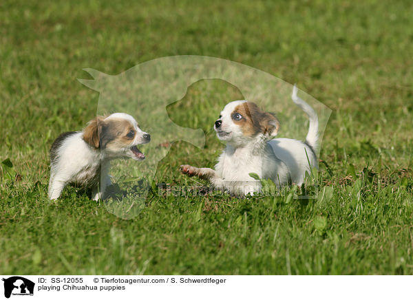 playing Chihuahua puppies / SS-12055