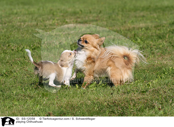 spielende Chihuahuas / playing Chihuahuas / SS-12058